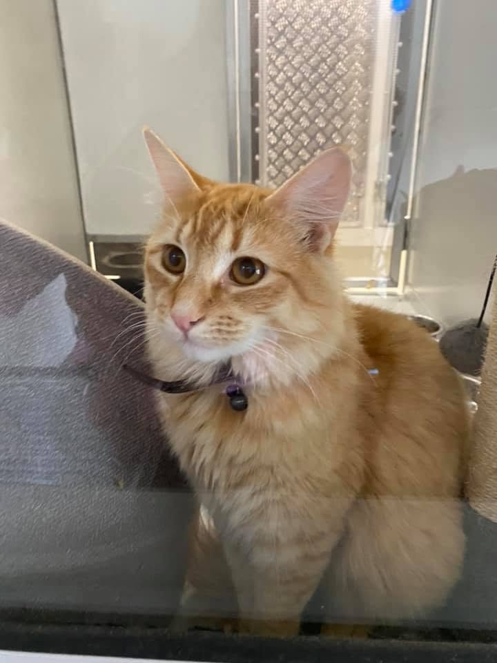 Climate-controlled cat suite in the Alpha Lodge cattery Murray Bridge