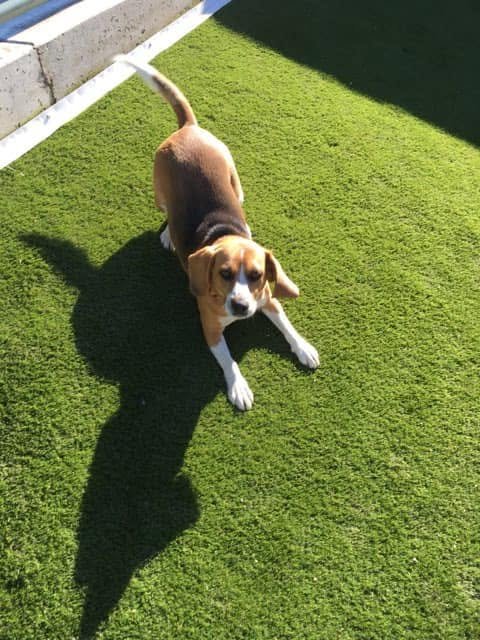 Alpha Lodge Pet Boarding and grooming emblem — Murray Bridge SA
