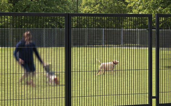 pet boarding facilities Murray Bridge Sunlit dog boarding play yard at Alpha Lodge Murray Bridge