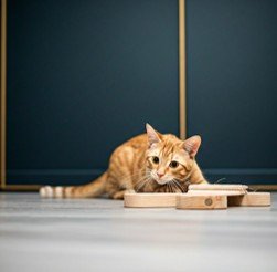 Climate-controlled cat suite in the Alpha Lodge cattery Murray Bridge